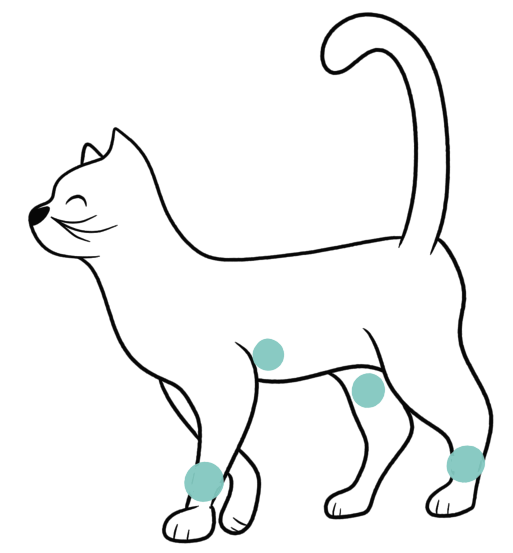 Cat Circulation - where to check pulse