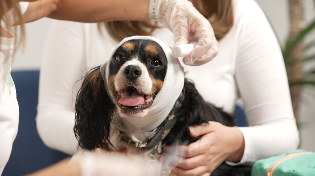 Pet First-Aid Expert (Video Course)