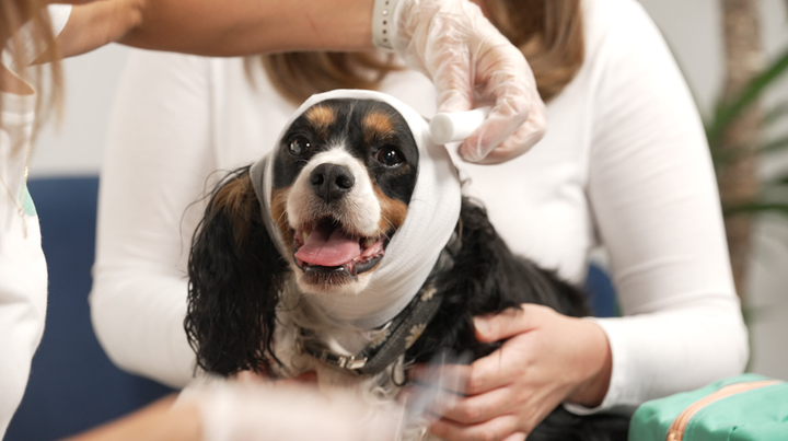 Pet First-Aid Expert (Video Course)