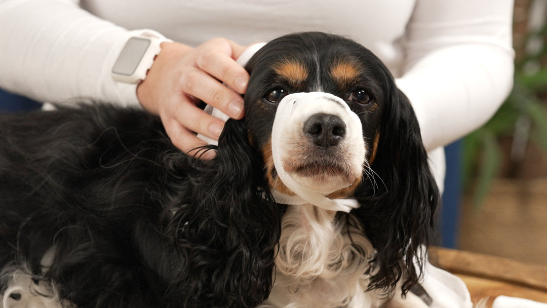 Pet First-Aid Expert (Video Course)