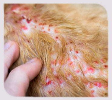 Flea Allergic Dermatitis