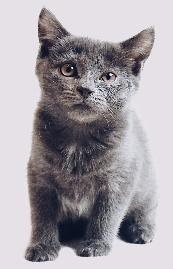 Grey Cat