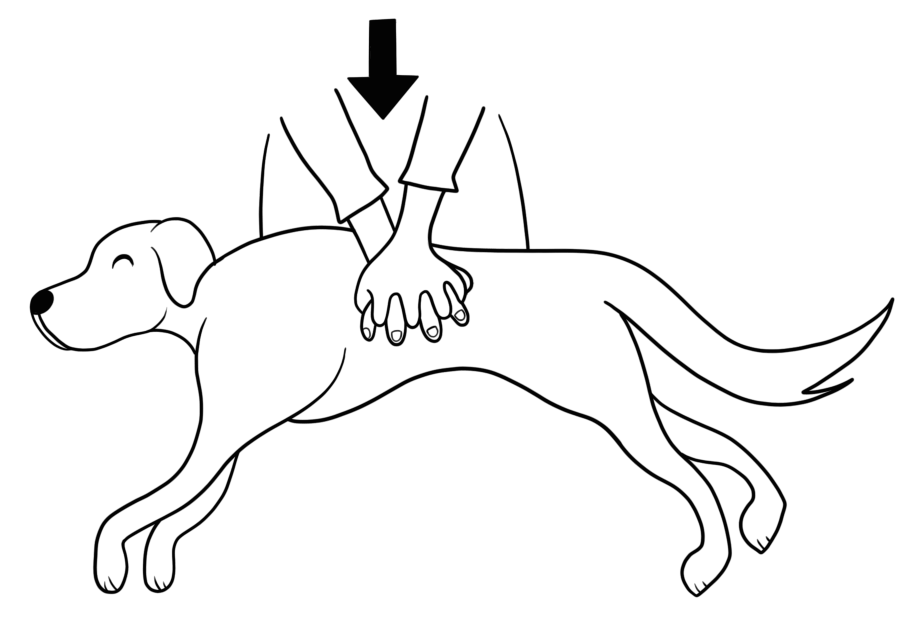 Dog - how to give chest compressions